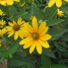 Heliopsis Helianthoides, Smooth Oxeye Seed 2000 PCS, False Sunflower Riguang Ju