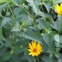 Heliopsis Helianthoides, Smooth Oxeye Seed 2000 PCS, False Sunflower Riguang Ju