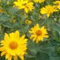 Heliopsis Helianthoides, Smooth Oxeye Seed 2000 PCS, False Sunflower Riguang Ju