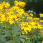 Heliopsis Helianthoides, Smooth Oxeye Seed 2000 PCS, False Sunflower Riguang Ju