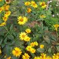 Heliopsis Helianthoides, Smooth Oxeye Seed 2000 PCS, False Sunflower Riguang Ju