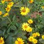 Heliopsis Helianthoides, Smooth Oxeye Seed 2000 PCS, False Sunflower Riguang Ju