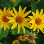 Heliopsis Helianthoides, Smooth Oxeye Seed 2000 PCS, False Sunflower Riguang Ju