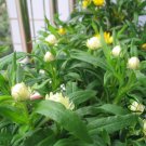 Helichrysum Bracteatum, Paper Daisy Seed 2000 PCS, Strawflower Mai Gan Ju