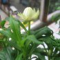 Helichrysum Bracteatum, Paper Daisy Seed 2000 PCS, Strawflower Mai Gan Ju