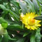 Helichrysum Bracteatum, Paper Daisy Seed 2000 PCS, Strawflower Mai Gan Ju