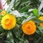 Helichrysum Bracteatum, Paper Daisy Seed 2000 PCS, Strawflower Mai Gan Ju