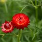 Helichrysum Bracteatum, Paper Daisy Seed 2000 PCS, Strawflower Mai Gan Ju