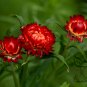 Helichrysum Bracteatum, Paper Daisy Seed 2000 PCS, Strawflower Mai Gan Ju