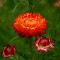 Helichrysum Bracteatum, Paper Daisy Seed 2000 PCS, Strawflower Mai Gan Ju