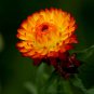 Helichrysum Bracteatum, Paper Daisy Seed 2000 PCS, Strawflower Mai Gan Ju
