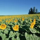 Helianthus Annuus, Yellow Sunflower Seed 300 PCS, Huang Xiangrikui