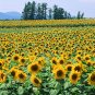Helianthus Annuus, Yellow Sunflower Seed 300 PCS, Huang Xiangrikui