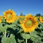 Helianthus Annuus, Yellow Sunflower Seed 300 PCS, Huang Xiangrikui