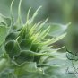 Helianthus Annuus, Yellow Sunflower Seed 300 PCS, Huang Xiangrikui