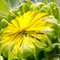 Helianthus Annuus, Yellow Sunflower Seed 300 PCS, Huang Xiangrikui