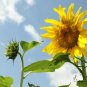 Helianthus Annuus, Yellow Sunflower Seed 300 PCS, Huang Xiangrikui