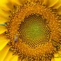 Helianthus Annuus, Yellow Sunflower Seed 300 PCS, Huang Xiangrikui