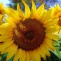 Helianthus Annuus, Yellow Sunflower Seed 300 PCS, Huang Xiangrikui