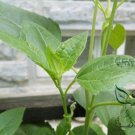 Helianthus Annuus, Short Plena Sunflower Seed 300 PCS, Ai Xiangrikui