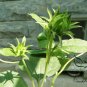 Helianthus Annuus, Short Plena Sunflower Seed 300 PCS, Ai Xiangrikui