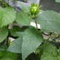 Helianthus Annuus, Short Plena Sunflower Seed 300 PCS, Ai Xiangrikui