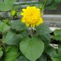 Helianthus Annuus, Short Plena Sunflower Seed 300 PCS, Ai Xiangrikui