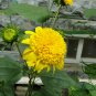 Helianthus Annuus, Short Plena Sunflower Seed 300 PCS, Ai Xiangrikui