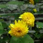Helianthus Annuus, Short Plena Sunflower Seed 300 PCS, Ai Xiangrikui