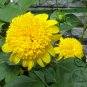 Helianthus Annuus, Short Plena Sunflower Seed 300 PCS, Ai Xiangrikui