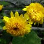Helianthus Annuus, Short Plena Sunflower Seed 300 PCS, Ai Xiangrikui