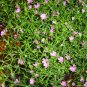 Gypsophila Paniculata, Common Gypsophila Seed 5000 PCS, Man Tian Xing