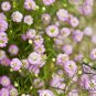 Gypsophila Paniculata, Common Gypsophila Seed 5000 PCS, Man Tian Xing