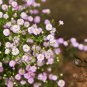 Gypsophila Paniculata, Common Gypsophila Seed 5000 PCS, Man Tian Xing