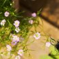 Gypsophila Paniculata, Common Gypsophila Seed 5000 PCS, Man Tian Xing