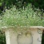 Gypsophila Paniculata, Common Gypsophila Seed 5000 PCS, Man Tian Xing