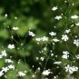 Gypsophila Paniculata, Common Gypsophila Seed 5000 PCS, Man Tian Xing