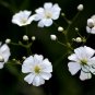 Gypsophila Paniculata, Common Gypsophila Seed 5000 PCS, Man Tian Xing