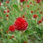 Gomphrena Globosa, Globe Amaranth Seed 1000 PCS, Bachelor Button Qian Ri Hong