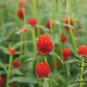 Gomphrena Globosa, Globe Amaranth Seed 1000 PCS, Bachelor Button Qian Ri Hong