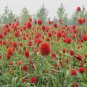 Gomphrena Globosa, Globe Amaranth Seed 1000 PCS, Bachelor Button Qian Ri Hong