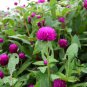Gomphrena Globosa, Globe Amaranth Seed 1000 PCS, Bachelor Button Qian Ri Hong