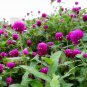Gomphrena Globosa, Globe Amaranth Seed 1000 PCS, Bachelor Button Qian Ri Hong