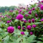 Gomphrena Globosa, Globe Amaranth Seed 1000 PCS, Bachelor Button Qian Ri Hong