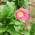 Gerbera Jamesonii, Barberton Daisy Seed 1000 PCS, Transvaal Daisy Feizhou Ju