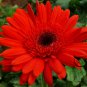 Gerbera Jamesonii, Barberton Daisy Seed 1000 PCS, Transvaal Daisy Feizhou Ju