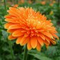 Gerbera Jamesonii, Barberton Daisy Seed 1000 PCS, Transvaal Daisy Feizhou Ju
