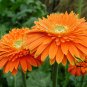 Gerbera Jamesonii, Barberton Daisy Seed 1000 PCS, Transvaal Daisy Feizhou Ju