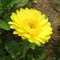 Gerbera Jamesonii, Barberton Daisy Seed 1000 PCS, Transvaal Daisy Feizhou Ju