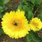 Gerbera Jamesonii, Barberton Daisy Seed 1000 PCS, Transvaal Daisy Feizhou Ju